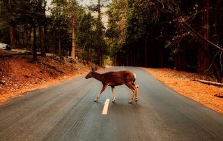 Deer Season Safety Driving Tips | Davis paint and collision auto center