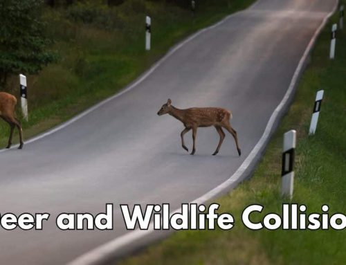 Deer and Wildlife Collision Prevention: Stay Safe on Oklahoma Roads